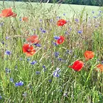 بيت للعطل Naturcamp Am Steinhofel