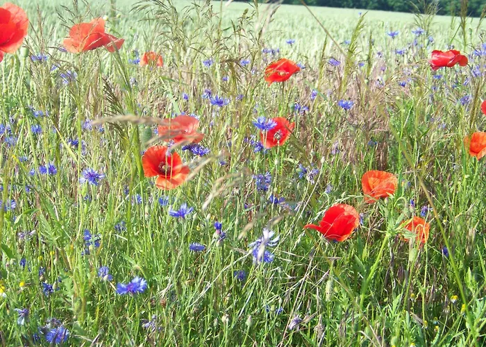 Holiday home Naturcamp Am Steinhofel